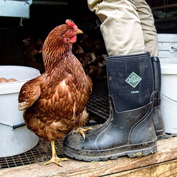 Muck Chore Mid Hohe Stiefel Herren Schwarz | Deutschland-640231